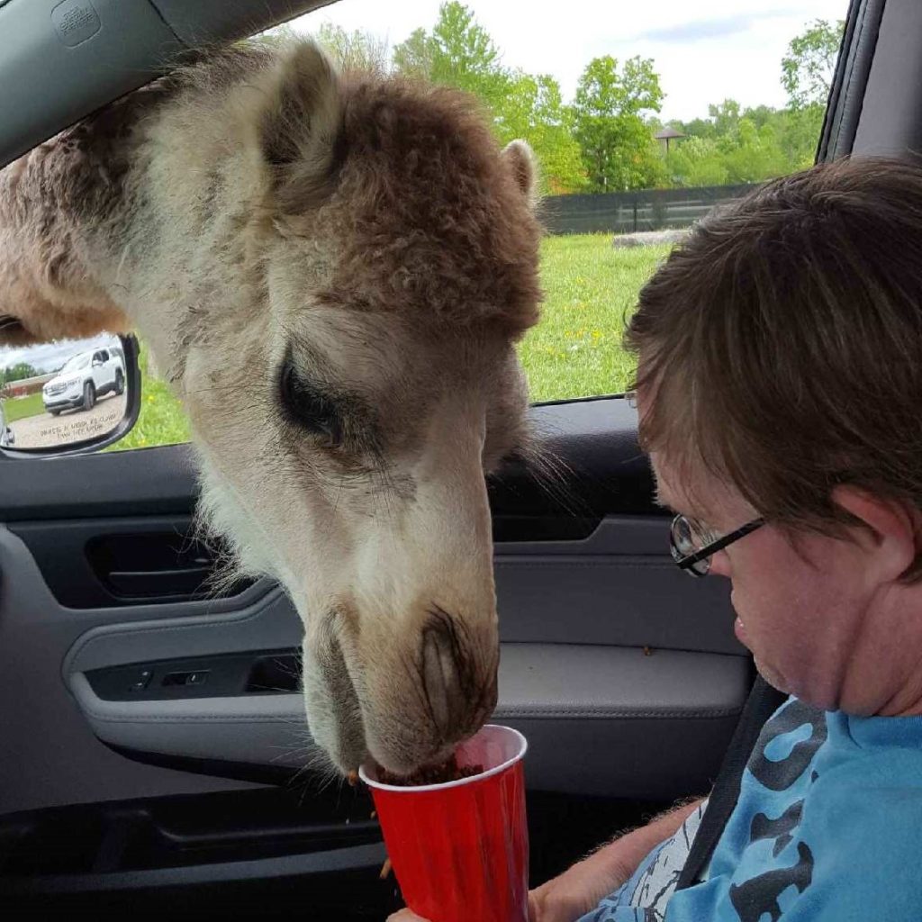An adult man with disabilities sitting in the front seat of a car, feeding a camel out of a red plastic cup.